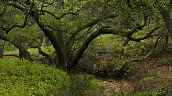 Coast live oak trees over a trail