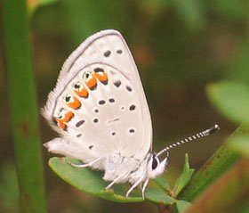 Picture of a butterfly.