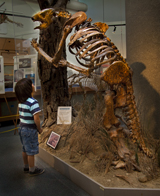 Child looking at a dinosaur skeleton
