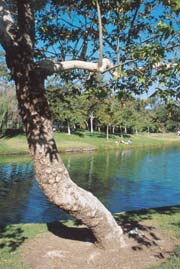 Tree by the lake at Mason Park.