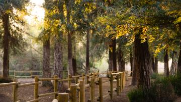 Redwood grove with wooden fenced walkway