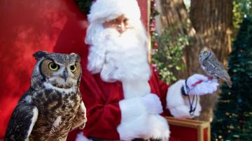 Christmas at the OC Zoo Santa with owl