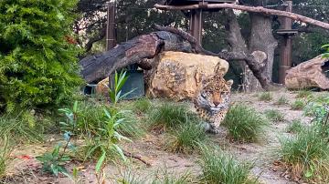 Mickey the Jaguar at the OC Zoo's Large Mammal Exhibit 