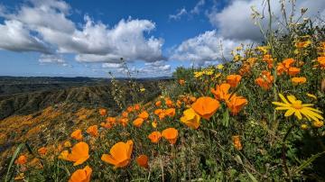 Poppies at Ronald W. Caspers Wilderness Park