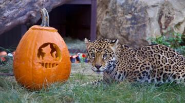 Jaguar with a pumpkin at OC Zoo for Zootacular