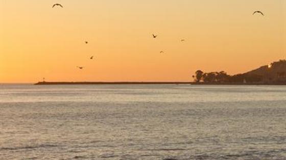 Capistrano Beach at sunset with flying birds