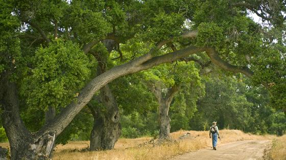 A hiker and an Oak Tree in Weir Canyon