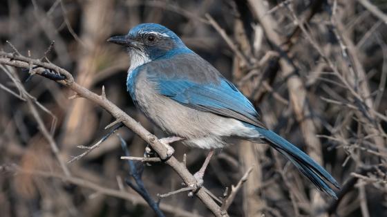 bird western scrubjay
