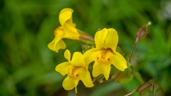 seep monkey flower 