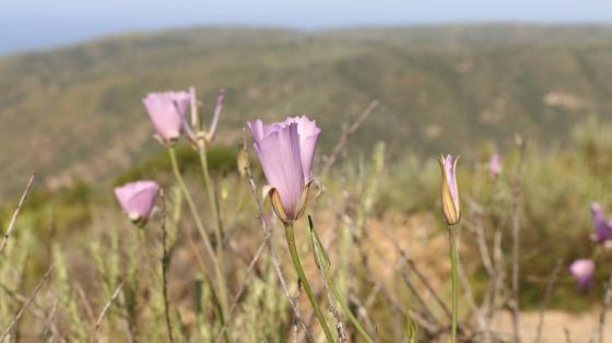 In Search of the Mariposa Lily