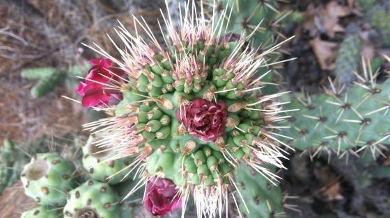 coastal cholla cactus flora