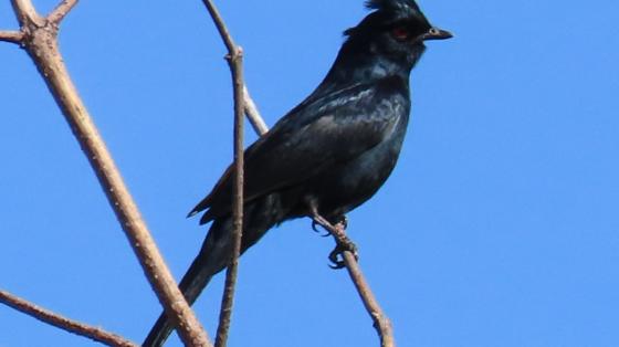 Better Birding Basics, Birding by Ear in Agua Chinon