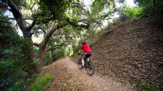 Aliso and Wood Bike Under Oak 