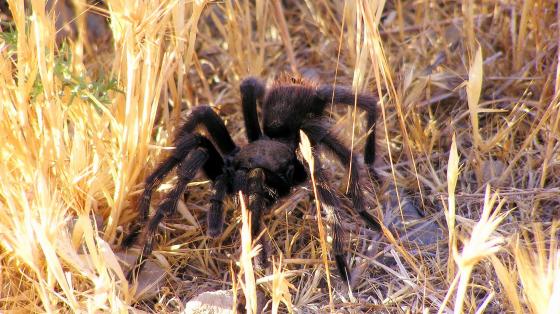 spider tarantula arachnid