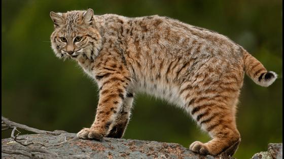 Looking for Native Animals in Your Backyard: Round Canyon