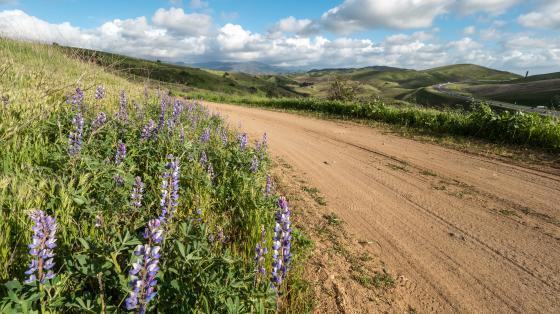 Lupine at Saddleback Wilderness