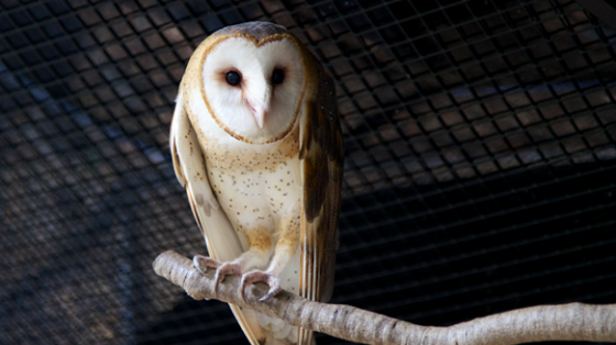 Barn owl