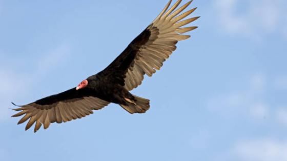 Turkey vulture flying