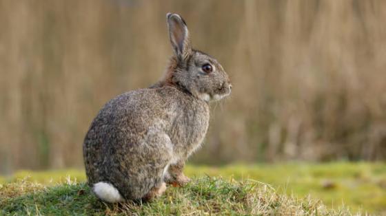 Cottontail rabbit sitting on grass