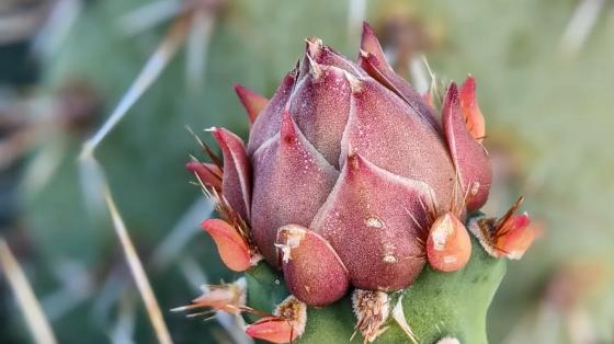 prickly pear cactus peters canyon