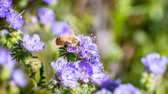 Scorpion weed Phacelia