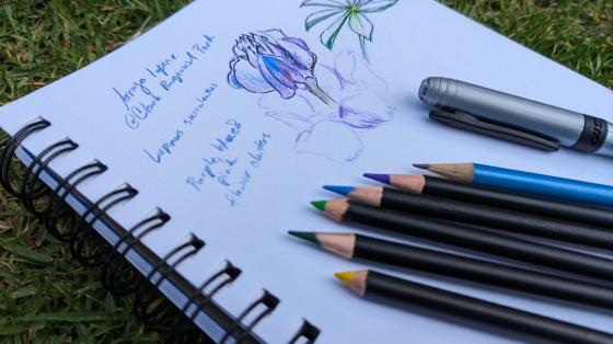 Nature journal lupine