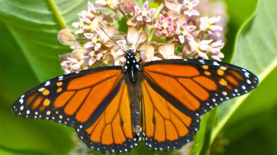 Monarch Butterfly on a Milkweed Flowers