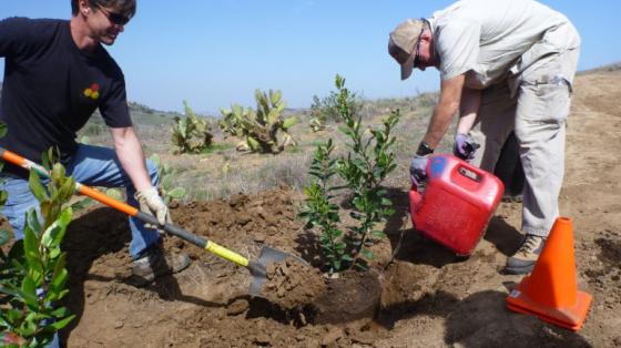 Native plant installation during stewardship activity.
