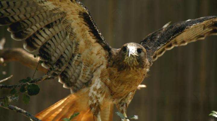 Perched red-tailed hawk flaps its wings