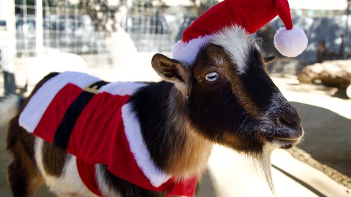 OC Zoo goat in holiday costume