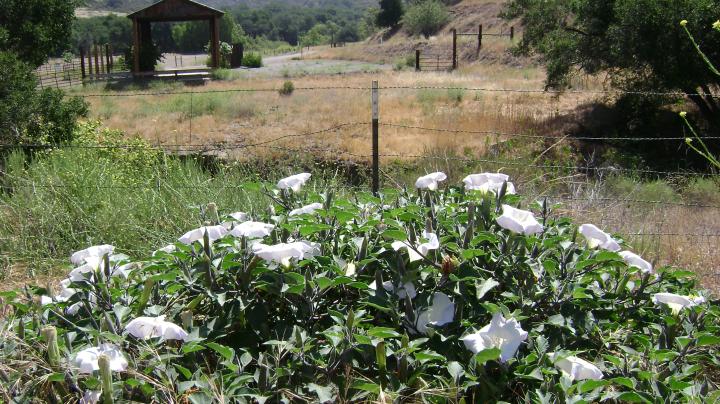 Hay barn at Augustine Staging Area Limestone Canyon