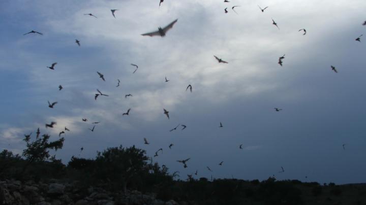 Bats_Limestone_Canyon