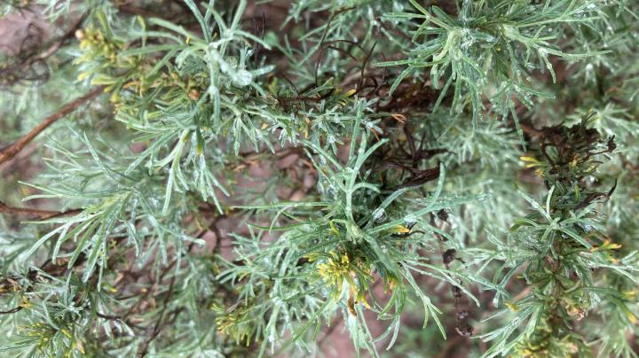 Flora california sagebrush plant