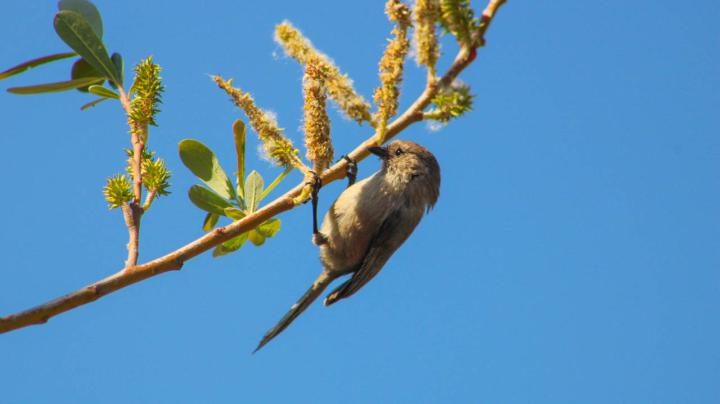 Bird Walk at Dilley