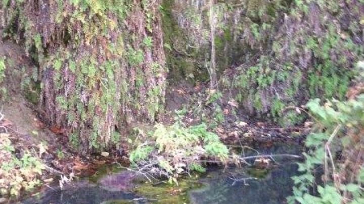 Dripping Springs Trail Restoration