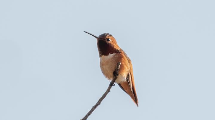 Allen's Hummingbird Gizella Nyquist Bird