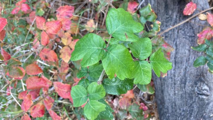 Poison Oak autumn colors flora plant