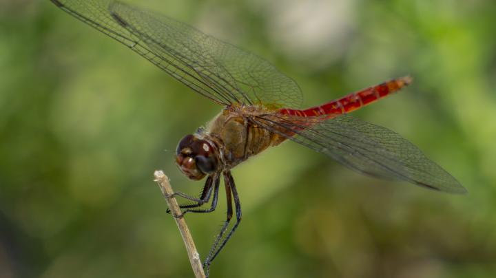 Red-Tailed Pennant, Dragonfly 