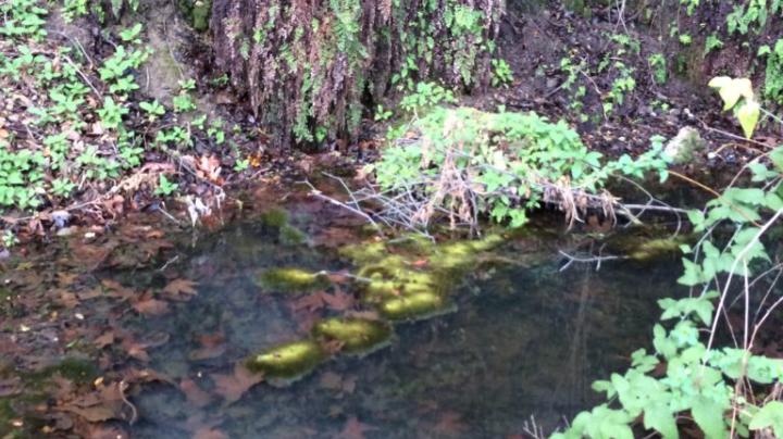 Earthcache Hike to Dripping Springs: Limestone Canyon