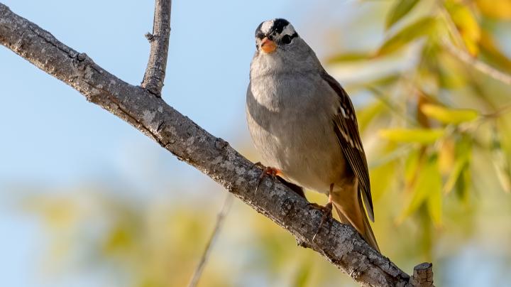 white crowned sparrow