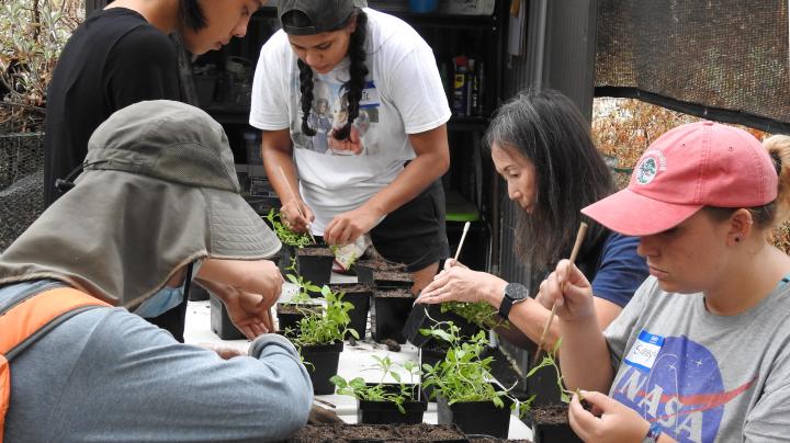 Replanting Seedlings at the Nursery