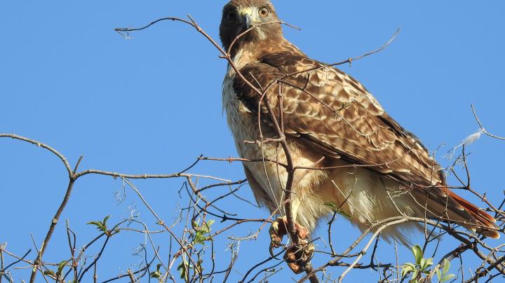 A red-tailed hawk hunts from the top of an elderberry