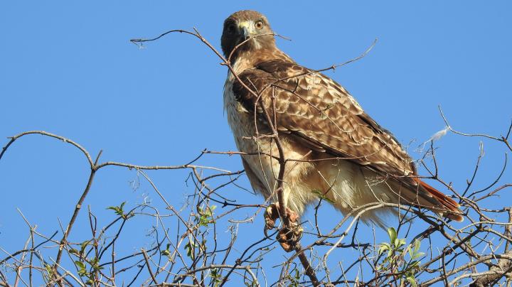 A red-tailed hawk hunts from the top of an elderberry