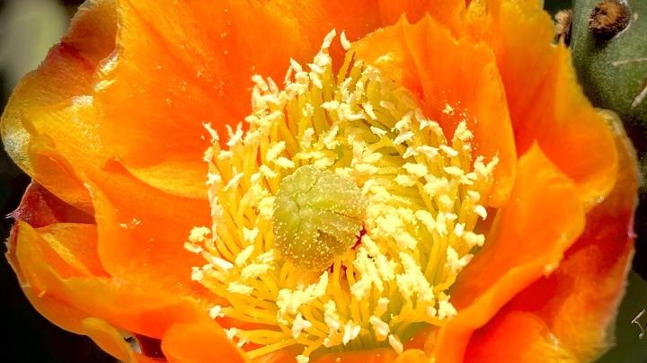 Prickly Pear Flower 