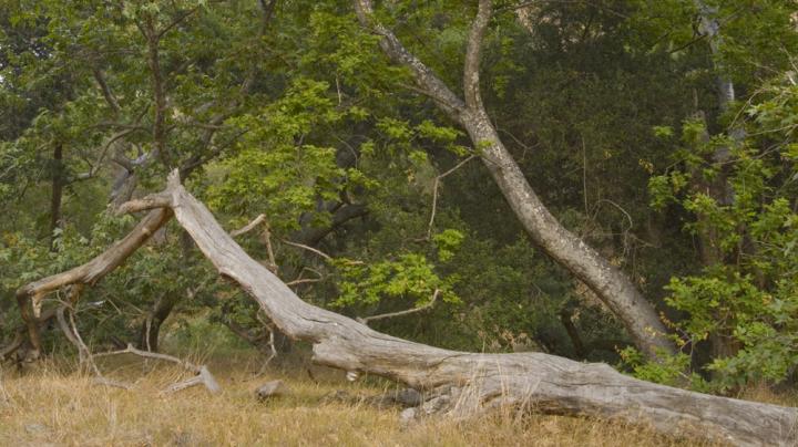Tecate Cypress and Coast Live Oak Stewardship Day