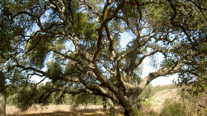 Baker Meadow Oak Planting Stewardship