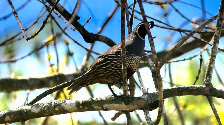 Bird Walk at Nix Nature Center