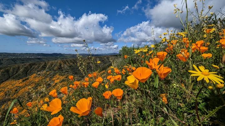 Poppies at Ronald W. Caspers Wilderness Park