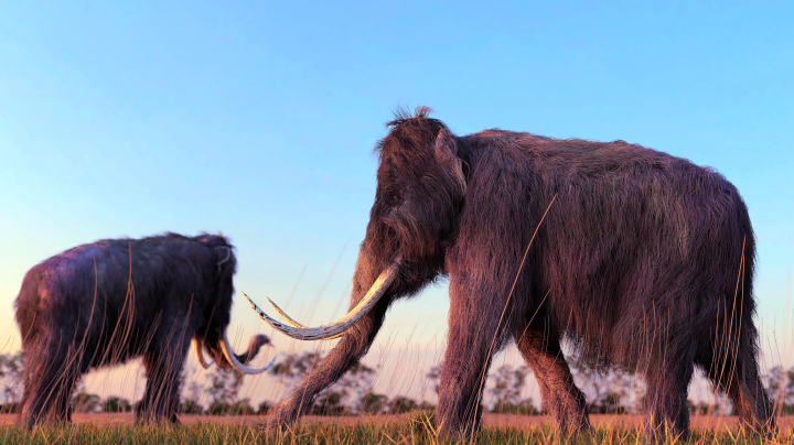 Wooley Mammoth- Licensed from Shutterstock 