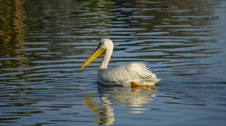 American White Pelican, Mile Square Regional Park 